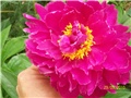 božur - lat. paeonia